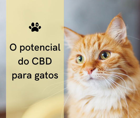 Óleo de CBD para gengivite felina: Alívio natural?