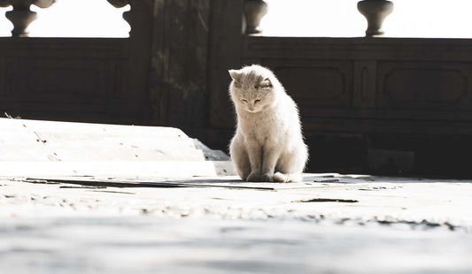 O gato a olhar para o chão