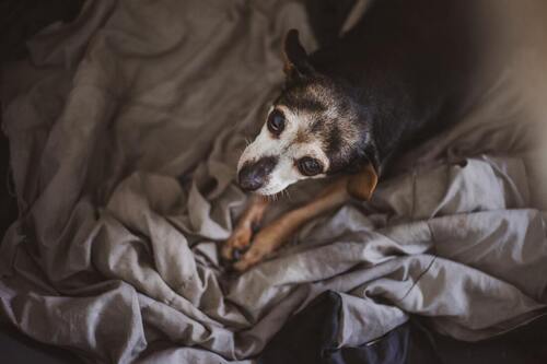 Um cão deita-se sobre uma cama cinzenta.