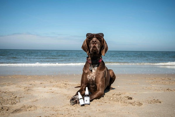 Óleo de CBD para Cães
