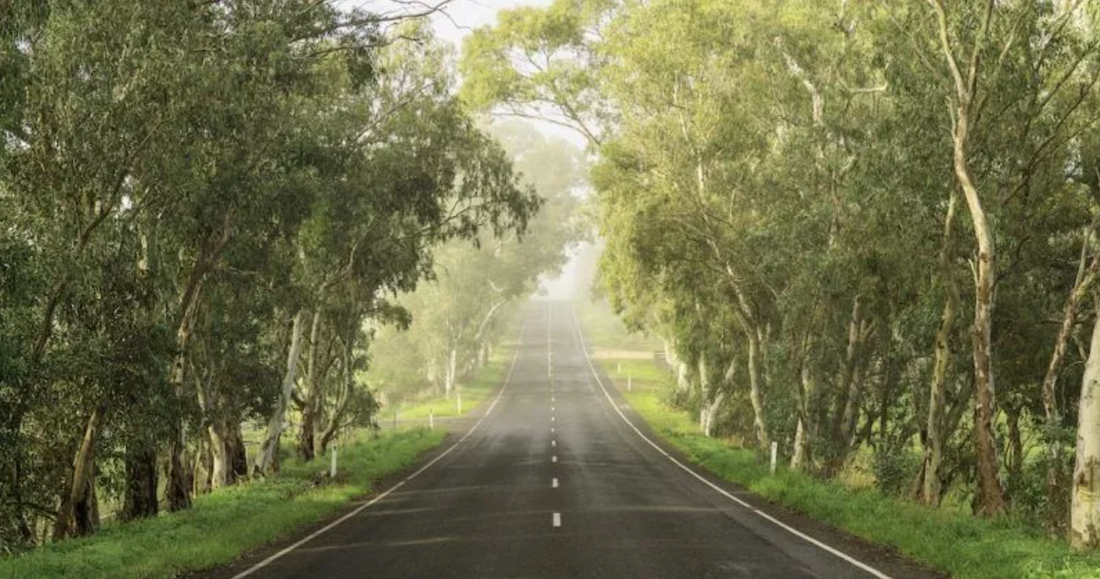 Óleo de CBD e condução - É possível conduzir sob efeito do CBD?