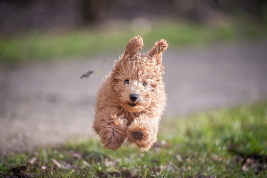Cão de corrida