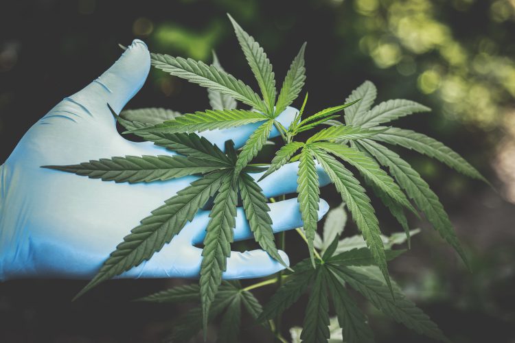 O QUE É THCa