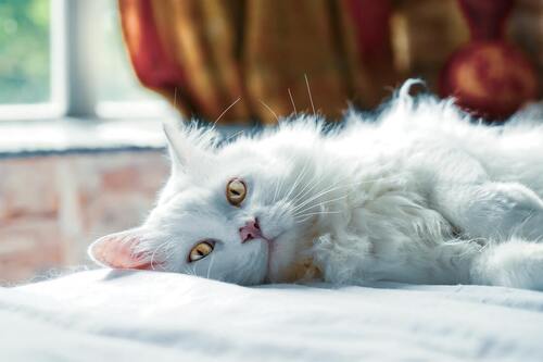 Um gato branco deita-se sobre uma cama branca.