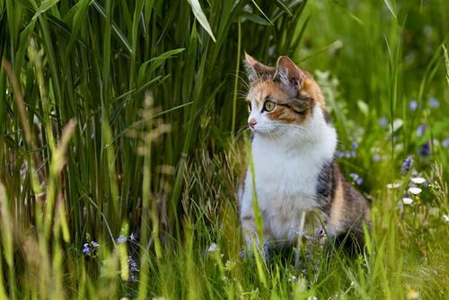 Um gato senta-se na relva alta.