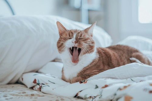 Um gato deita-se sobre uma cama.