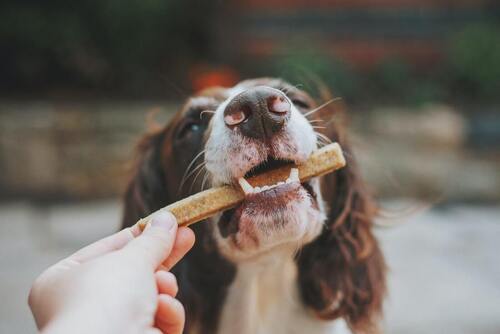Um cão morde numa guloseima.