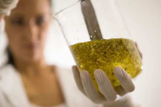 COMO É FEITO O ÓLEO DE CBD