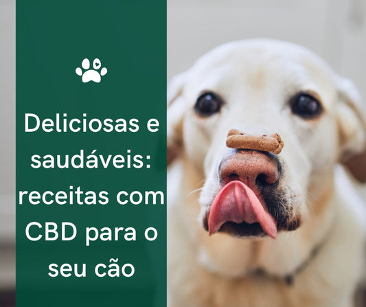 receitas cbd para cães