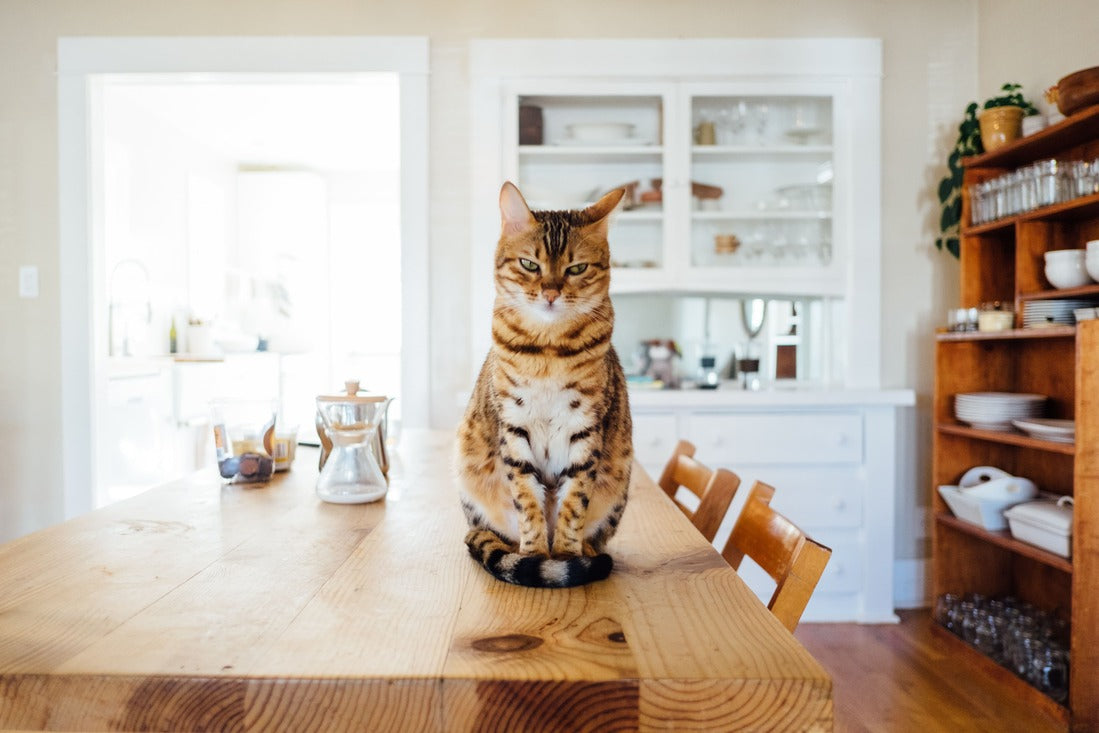 Gato sentado sobre a mesa