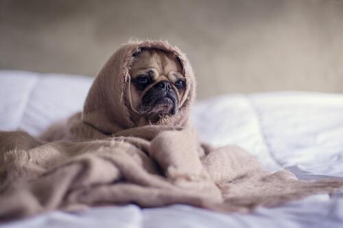 Um cão senta-se numa cama e é embrulhado num dachshund.