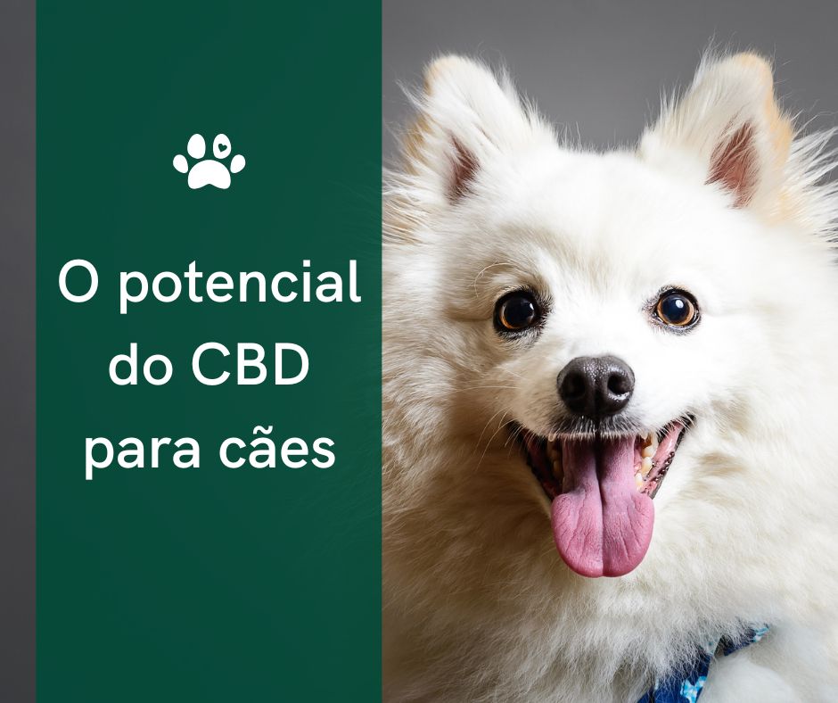 Óleo de CBD especialmente para cães pequenos: Dosagem e dicas