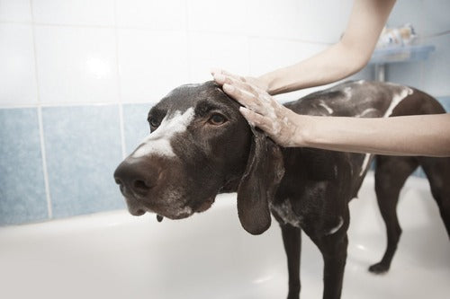 Um cão preto é lavado na banheira.