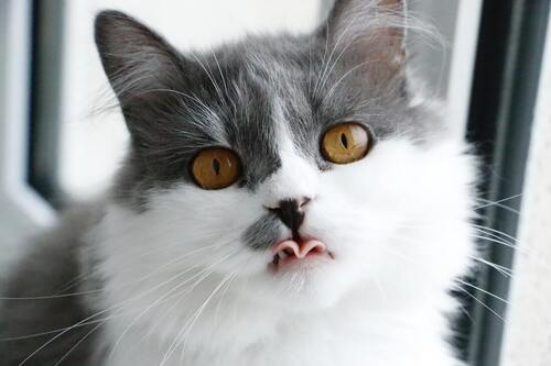 Um gato lambe os seus lábios e olha para dentro da câmara.