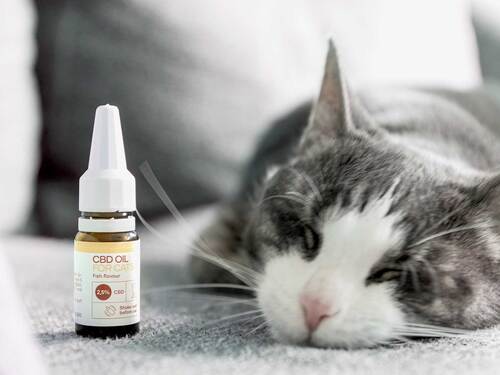 Um gato a dormir ao lado de uma garrafa de óleo de CDB.