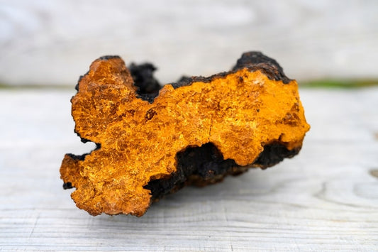 Chaga Cogumelo: Maravilha Natural para Saúde e Bem-Estar