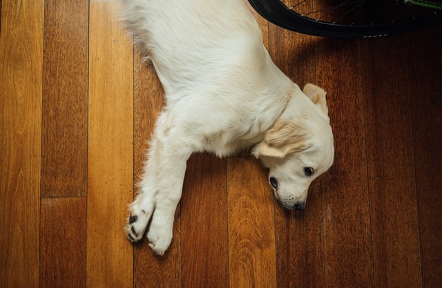 Um cão loiro está deitado no chão.