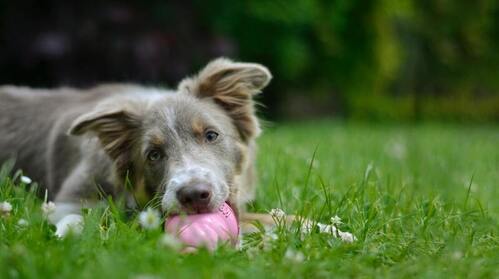 Um cão deita-se num prado e mastiga uma bola cor-de-rosa.