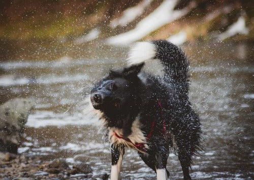 Um cão abana a si próprio depois de sair de um rio.