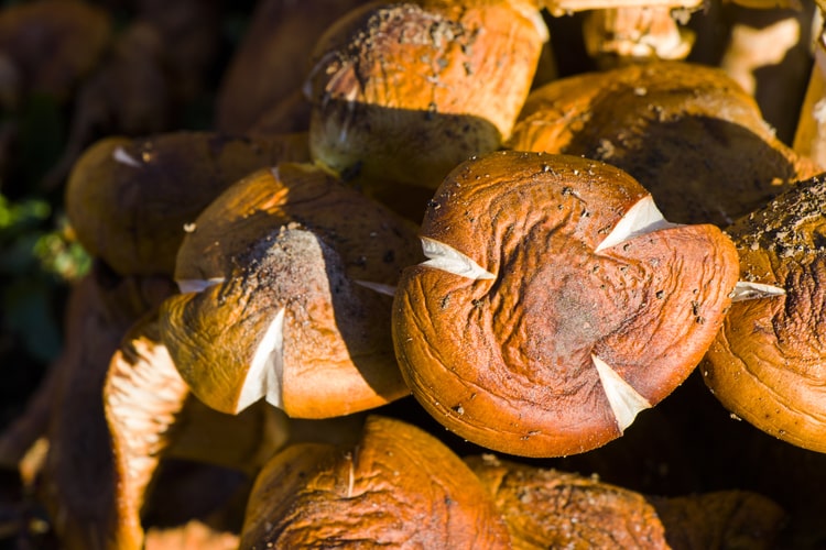 Cogumelos Shiitake: Benefícios para a Saúde, Componentes e Propriedades Curativas