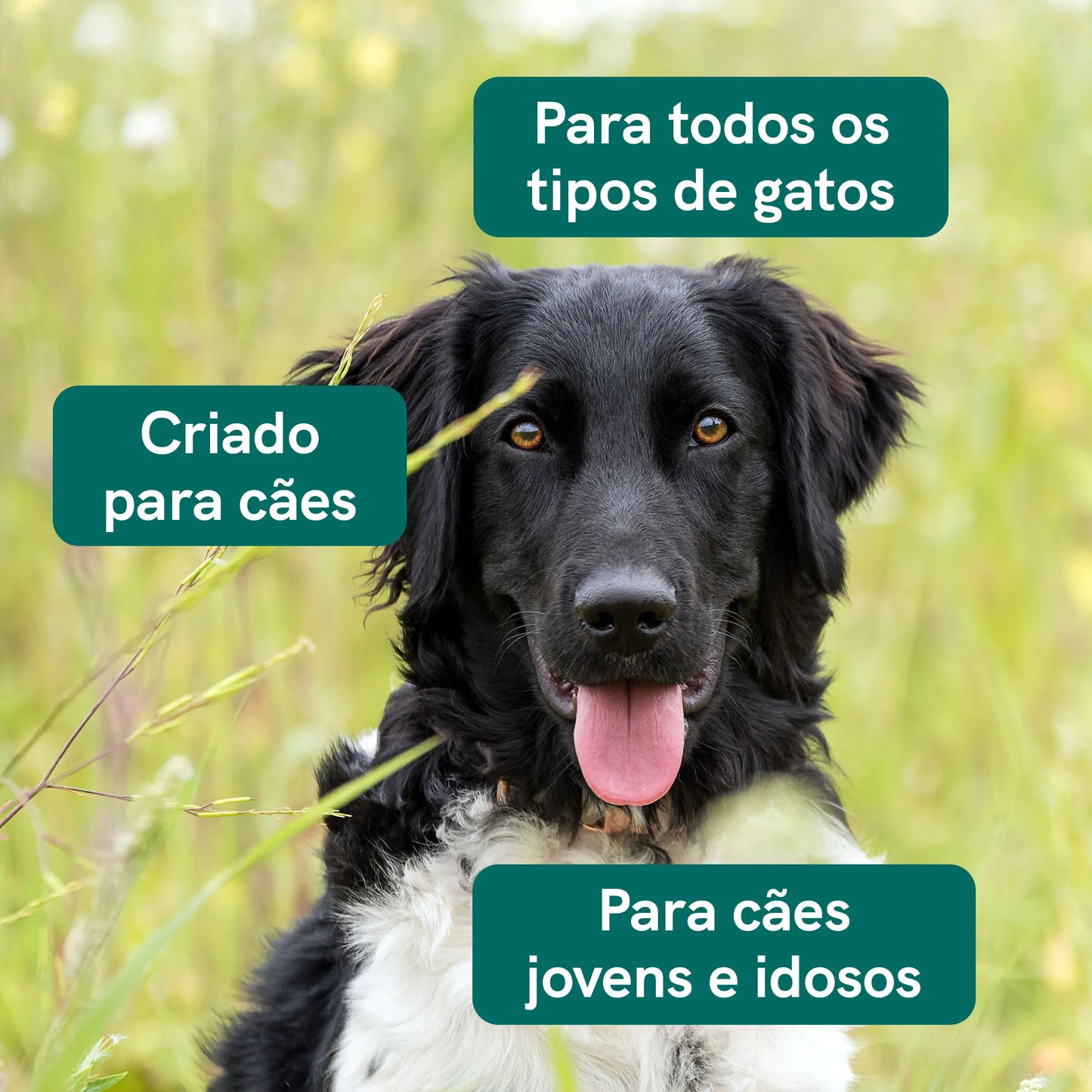 3POR2 Óleo de CBD para Cachorros - Carne (4%)