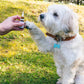 3POR2 Óleo de CBD para Cachorros - Carne (4%)