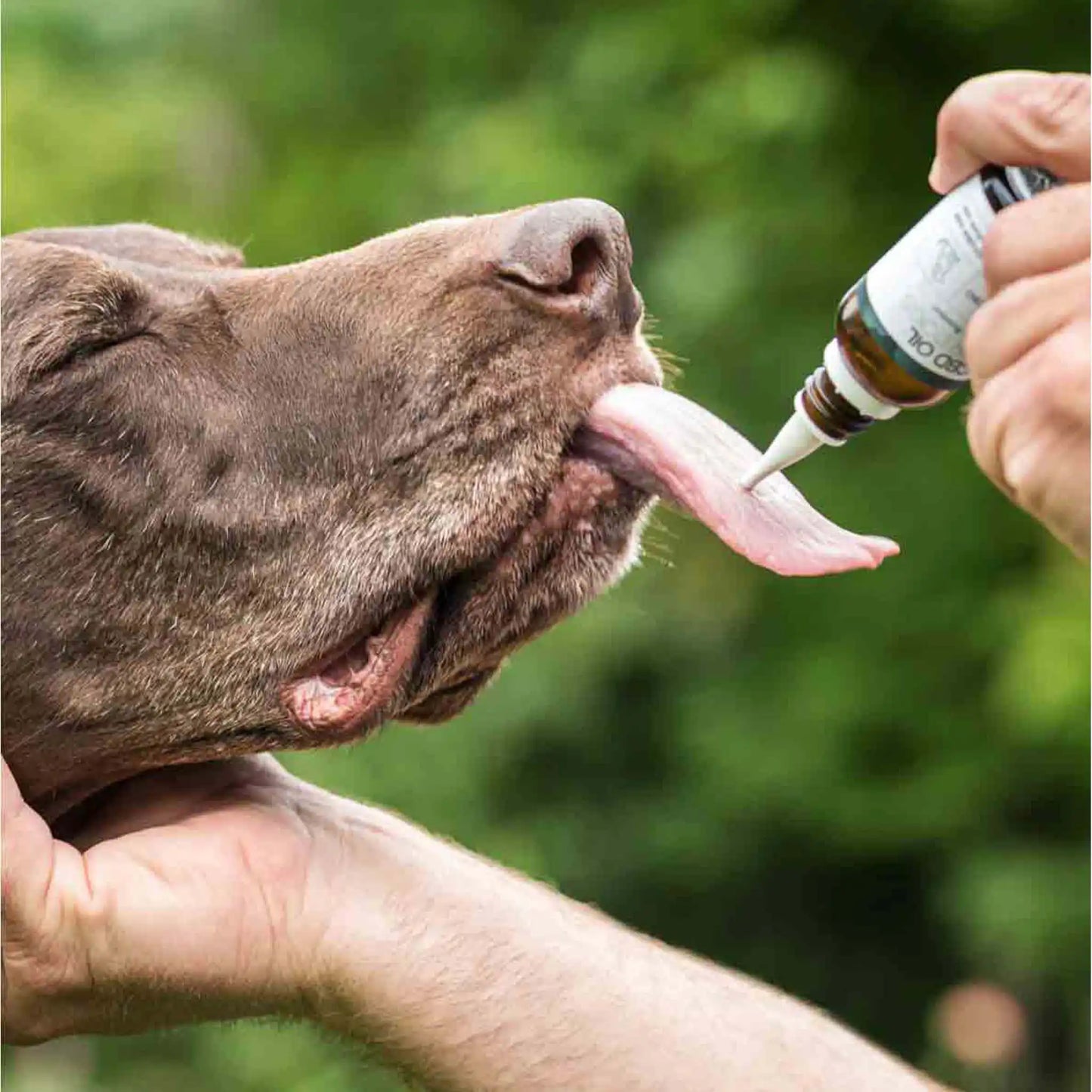 um cão castanho lambe o óleo da CBD da garrafa